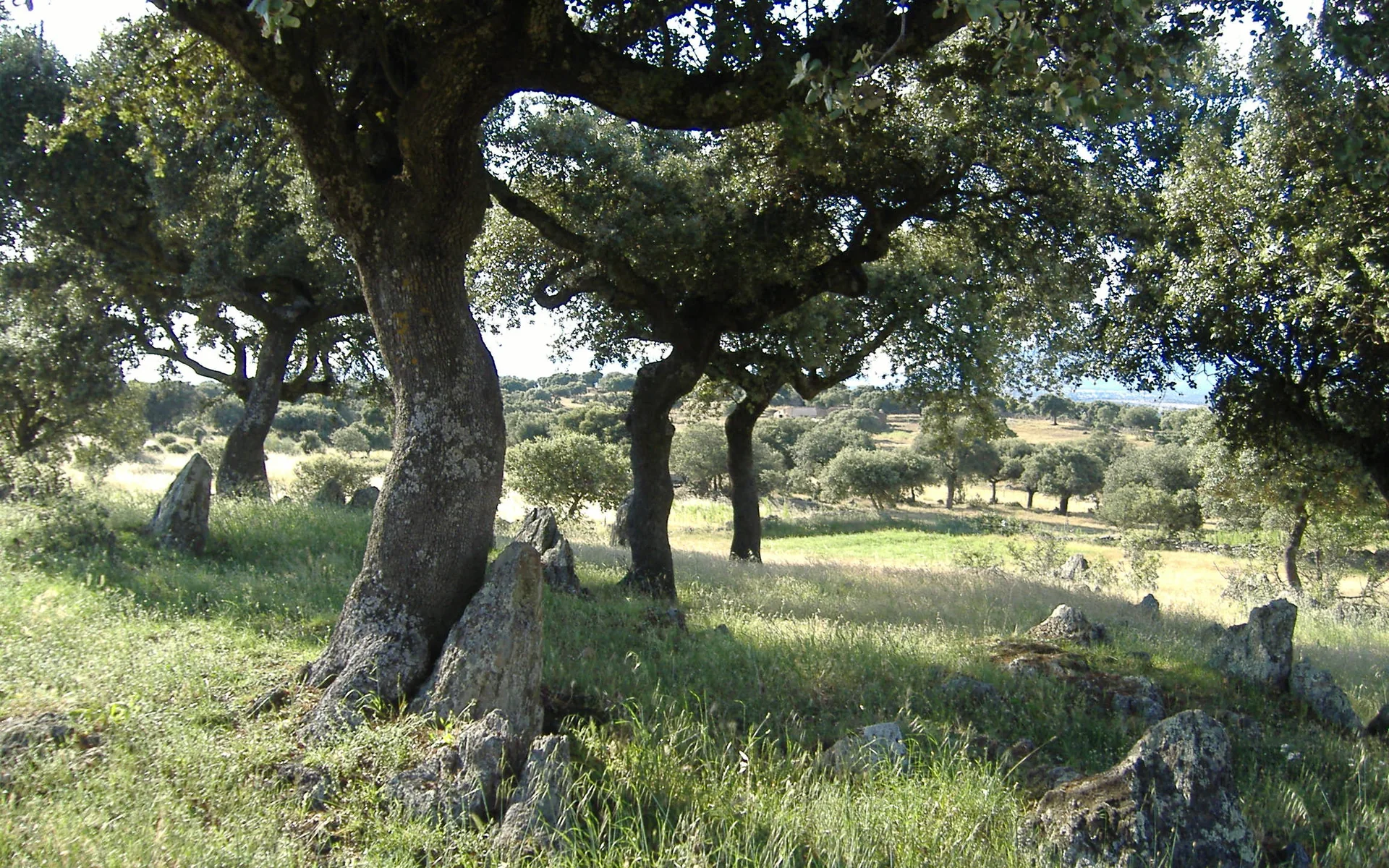 Paisaje de dehesa con encinas en Extremadura